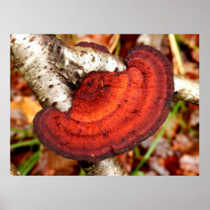Birch Mazegill Fungus Poster