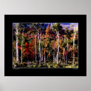 Birches Against Color Poster