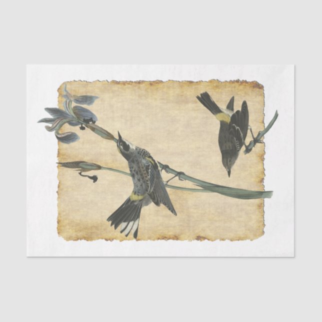 Bird 32 Papel Tecido de Decoupage (Frente )