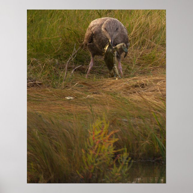 Bird Caught Crab Poster (Frente)