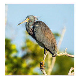 Bird Perfect 19,79 x 20,45 Kodak Pro Foto