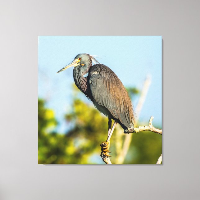 Bird Perfect 35,70 x 37 Impressão em Tela Esticada (Frente)