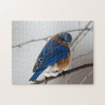 Bird Quebra-cabeça Fotografia da Melhor Vida Selva