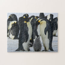 Bird Quebra-cabeça Fotografia da Melhor Vida Selva