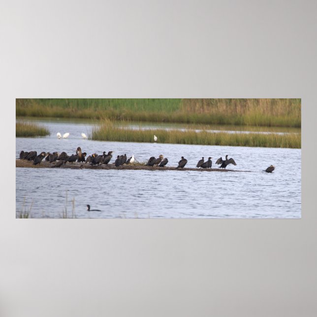 Birds at the Refuge Poster (Frente)