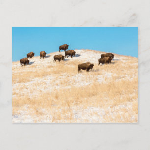 Bison em um cartão postal