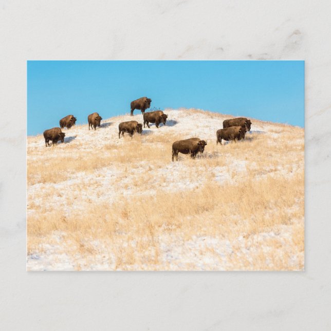 Bison em um cartão postal (Frente)