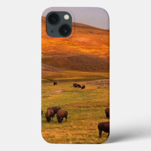 Bison Grazing on Hill at Hayden Valley