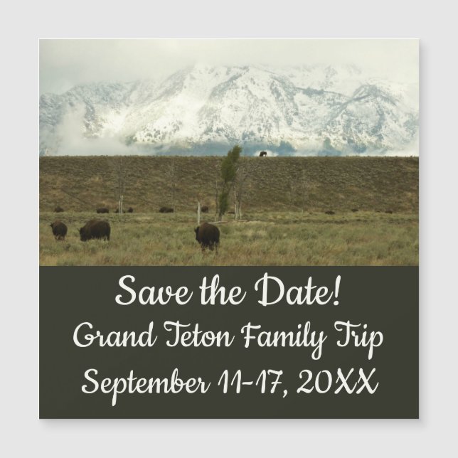 Bison no Grand Teton National Park Fotografia (Frente)