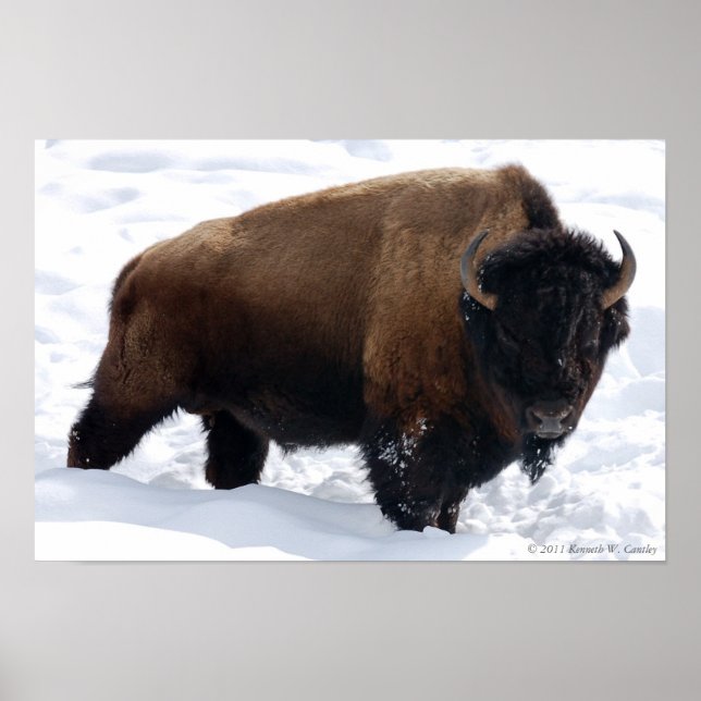 Bison Snow Poster (Frente)