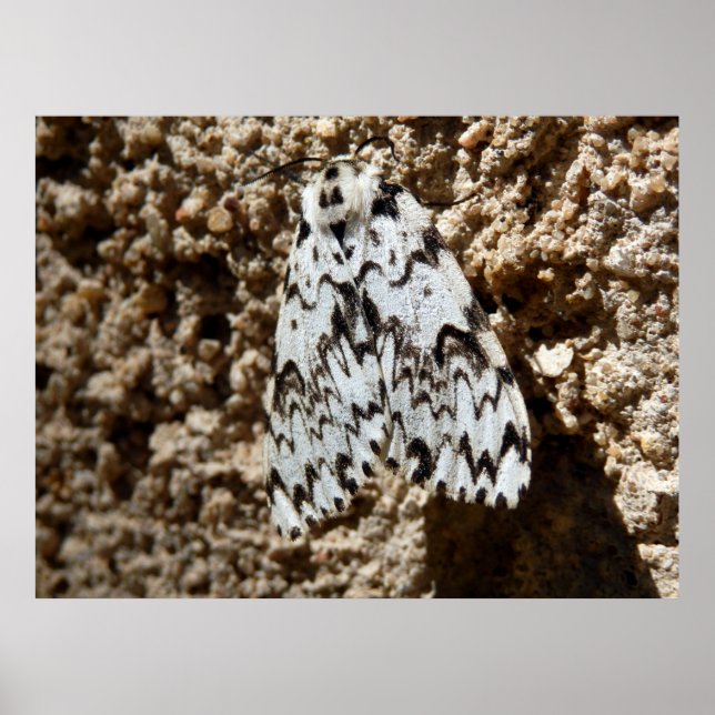 Black Arches Moth Poster (Frente)
