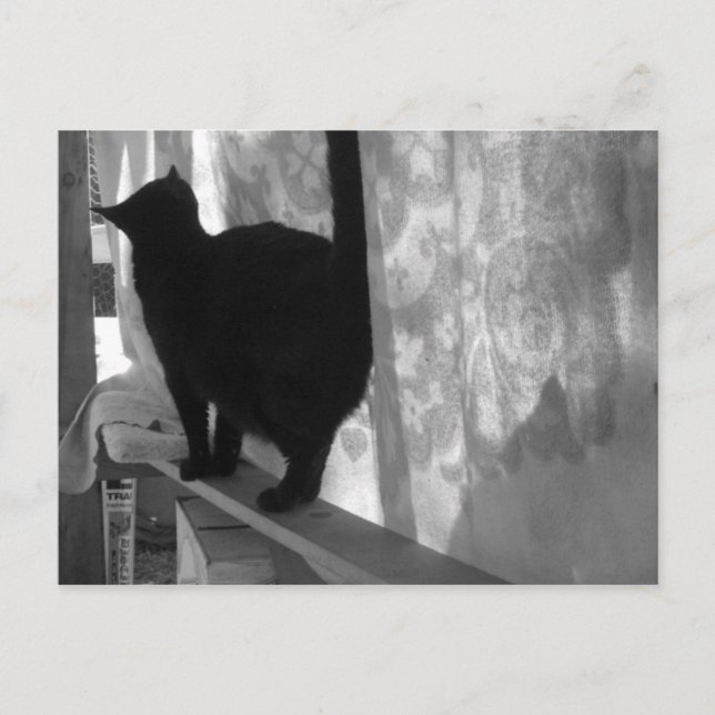 Black Cat Sai - cartão postal (Frente)