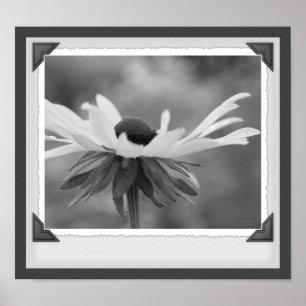 Black Eyed Susan Floral Black E White Impressão