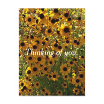 Black Eyed Susan Flowers a pensar em cartões posta