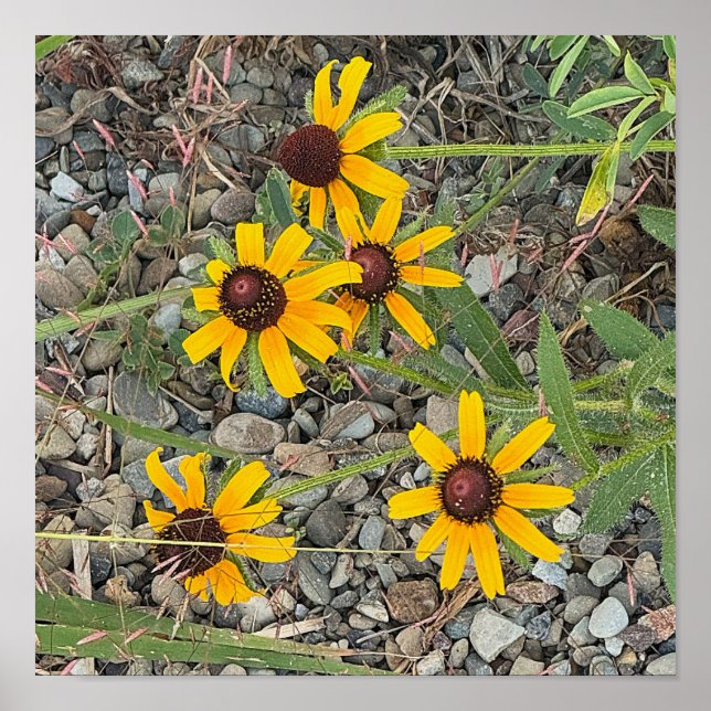 Black-eyed Susans Poster (Frente)