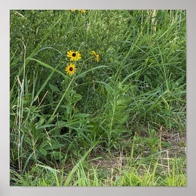 Black-eyed Susans Poster (Frente)