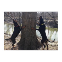 Black & Tan Coon Hounds Treing Wall Art