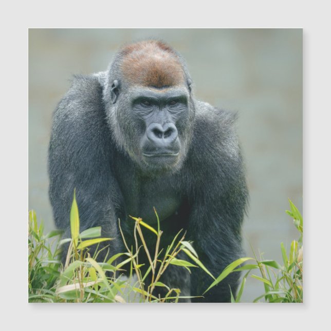 Blackback Gorilla Lope (Frente)