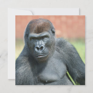 Blackback Gorilla Lope Retrato