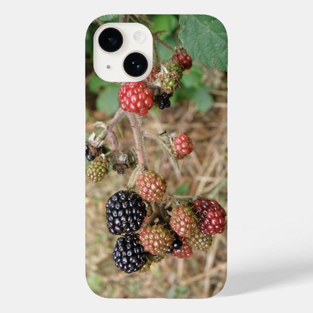 Blackberry Bonanza (Verso)
