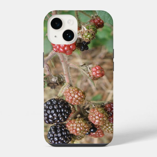 Blackberry Bonanza (Verso)