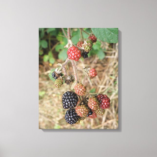 Blackberry Bonanza Canvas Print (Frente)