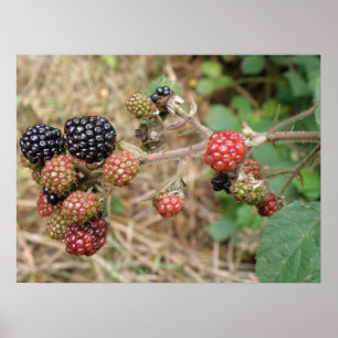 Blackberry Bonanza Impressão