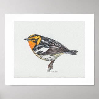 Blackburnian Warbler Art Impressão