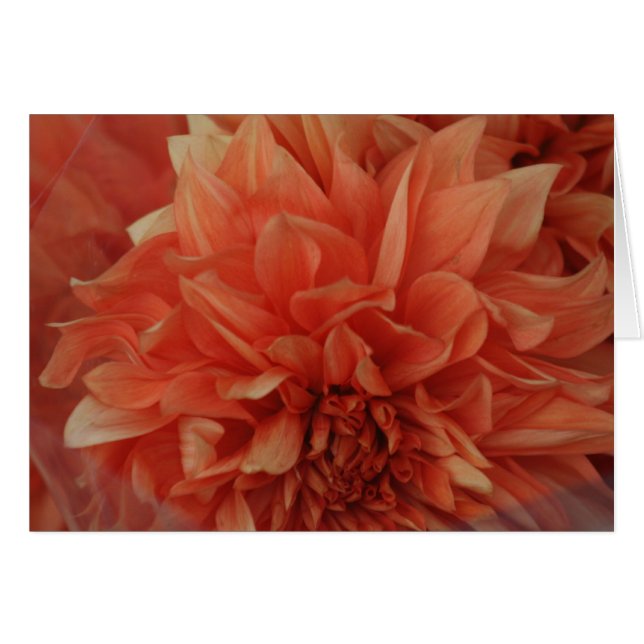 *Blank vermelho do cartão da flor (Frente Horizontal)