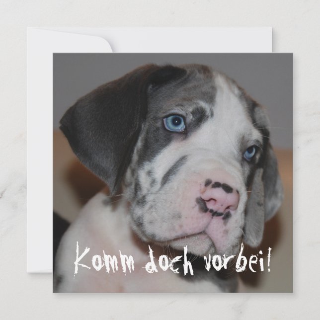 Blaue Augen Doggenwelpe (Frente)