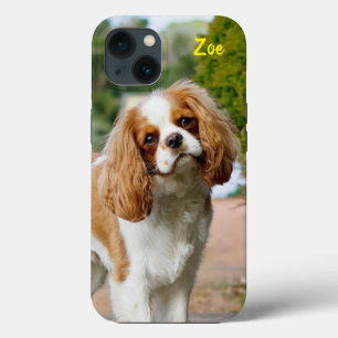 Blenheim Cavalier King Charles Spaniel Puppy Dog