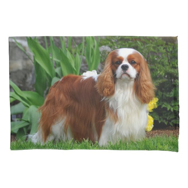 Blenheim Cavalier King Charles Spaniel Puppy Dog (Frente)