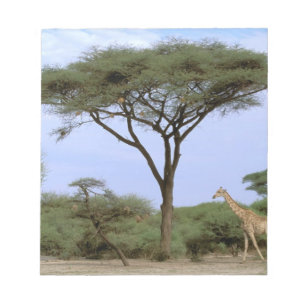 Bloco De Notas África, Botsuana, Delta do Okavango. Sul