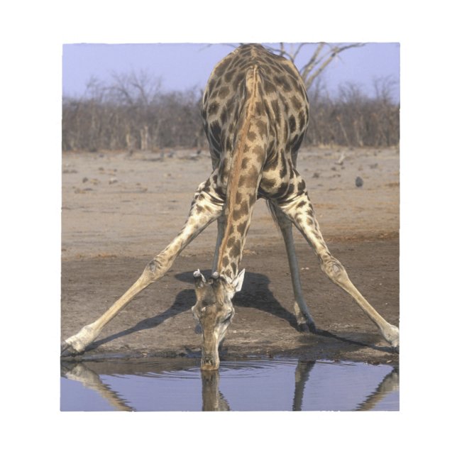 Bloco De Notas África, Botsuana, Parque Nacional Chobe, Girafa (Frente)