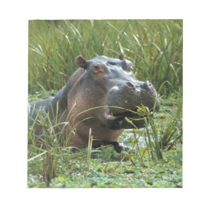 Bloco De Notas África, Quênia, Masai Mara NR. Uma hipopótamo mãe
