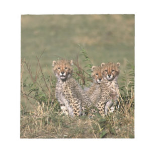 Bloco De Notas África; Quênia; Masai Mara; Três filhotes de chita