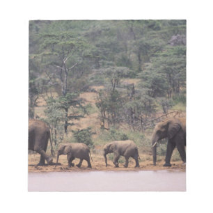 Bloco De Notas África, Quênia, Nanyuki, Mpala. Africano