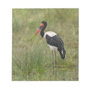 Bloco De Notas África. Tanzânia. Cegonha-de-bico-vermelho macho