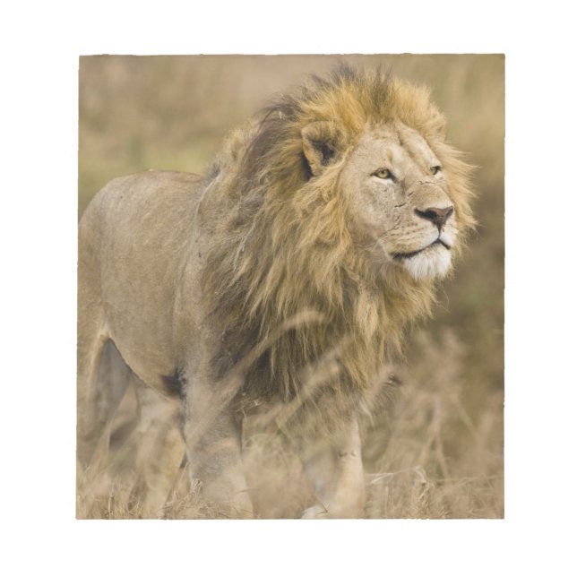 Bloco De Notas África. Tanzânia. Macho Lion em Ngorongoro (Frente)