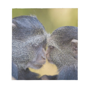Bloco De Notas África. Tanzânia. Mãe de macaco azul com filhote
