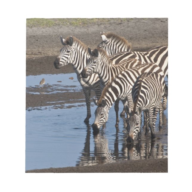 Bloco De Notas África. Tanzânia. Zebras bebendo em Ndutu (Frente)