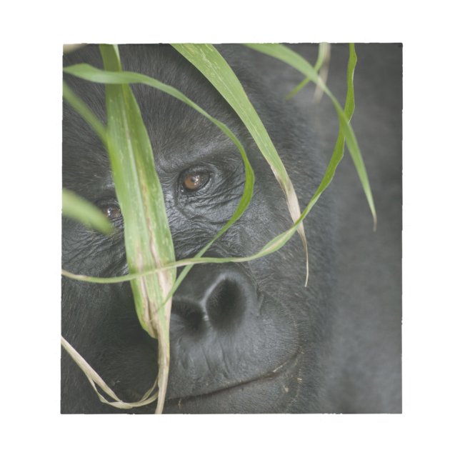Bloco De Notas África, Uganda, Bwindi (Frente)