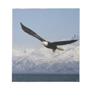 Bloco De Notas Águia Americana em Voo, Haliaeetus leucocephalus,
