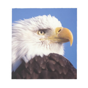 Bloco De Notas águia americana, Haliaeetus leucocephalus, close u