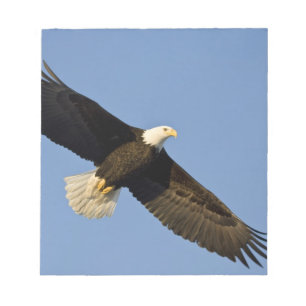 Bloco De Notas Águia Americana, Haliaeetus leucocephalus, Homer,