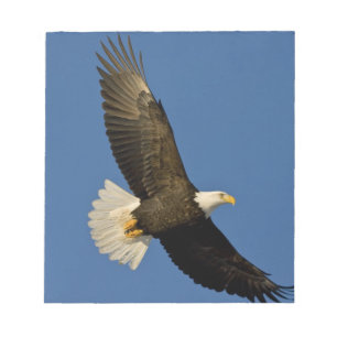 Bloco De Notas Águia Americana, Haliaeetus leucocephalus, Homer,