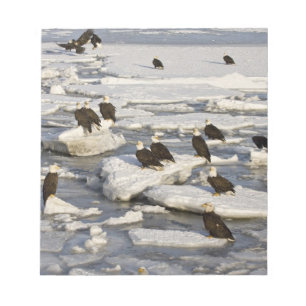 Bloco De Notas Águia Americana, Haliaeetus leucocephalus, Homer, 