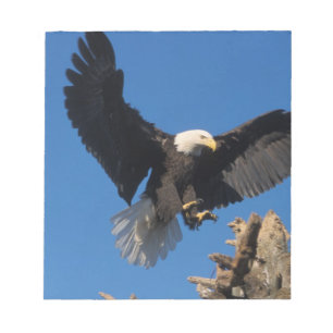 Bloco De Notas águia-careca, Haliaeetus leuccocephalus, aterrissa