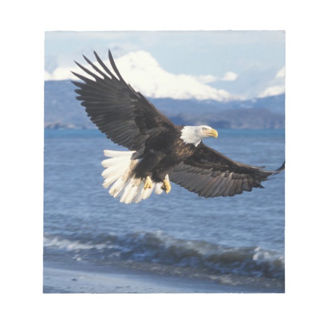 Bloco De Notas águia-pescadora, Haliaeetus leuccocephalus, em voo (Frente)