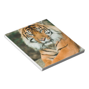 Bloco de notas alaranjado do tigre